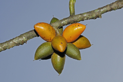 Goniothalamus cardiopetalus